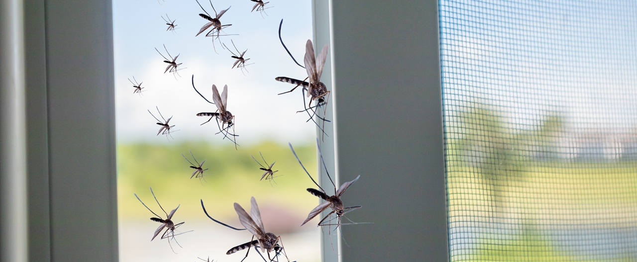 komary lecące przzez okno koło moskitiery